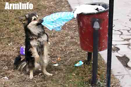Animal-related cruelty to be criminalized in Armenia