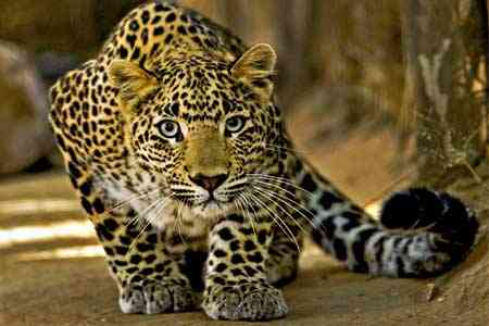 In southern Armenia, CCTV cameras recorded another leopard