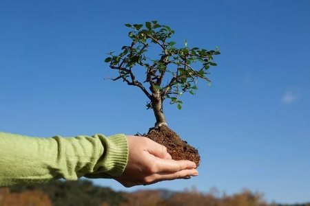 Armenia actively cooperates with a number of countries to implement a program for planting 10 million seedlings