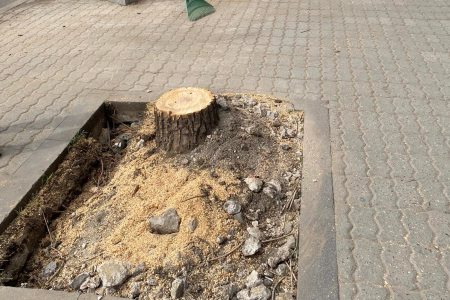 В Ереване готовится очередная вырубка деревьев: мэрия анонсировала работы на проспекте Комитаса