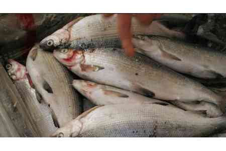 Patrol service detains poachers on Lake Sevan