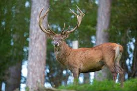 RA Ministry of Environment calls for safety precautions when encountering red deer